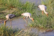 YellowBilledStorks_5418