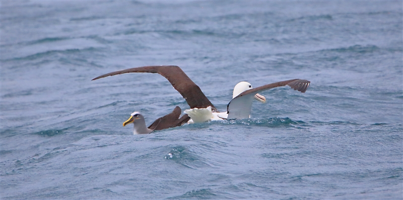 Chumming 1230 m Bullers Albatross Thalassarche bulleri & Southern Royal Albatross Diomedea epomophora
