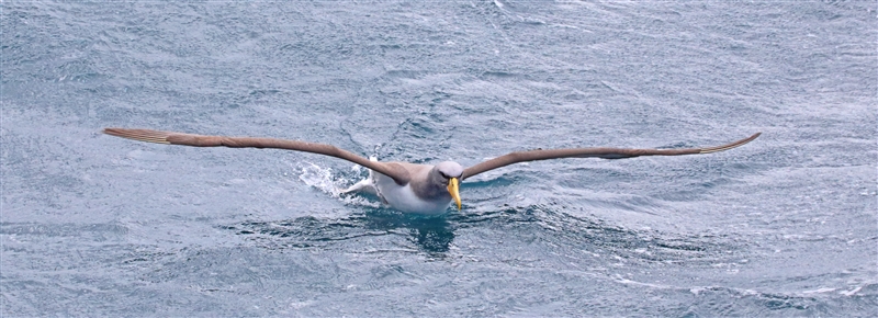 Chumming 1511 m Chatham Albatross Thalassarche eremita
