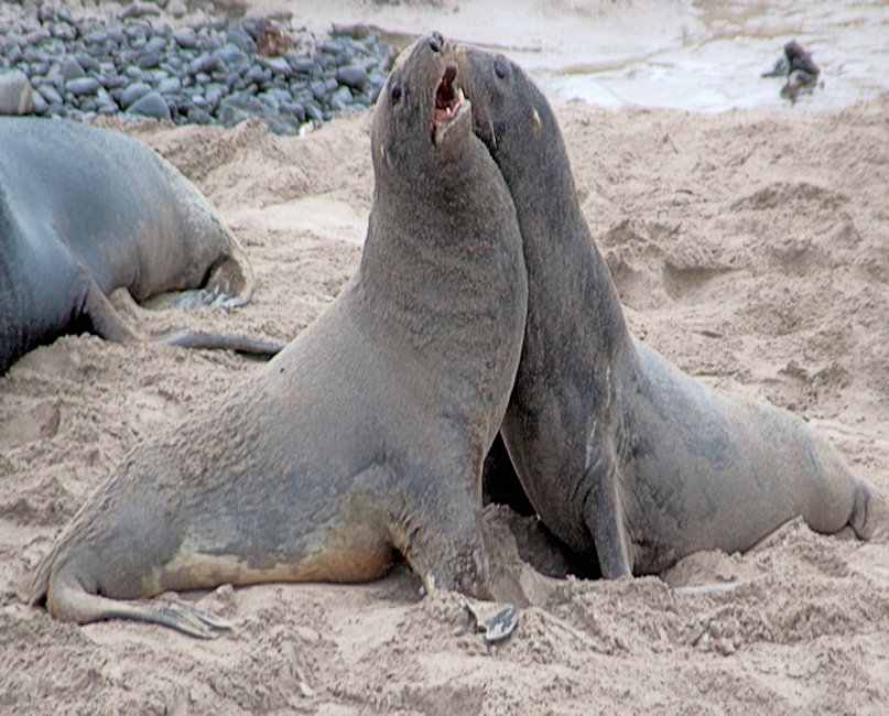 Hookers Sea Lions_Phocarctos hookeri_males