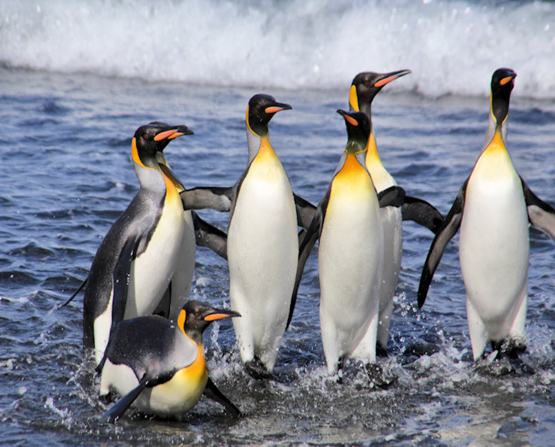 &nbsp;King Penguins