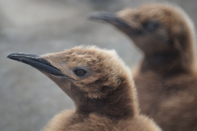 RightWhaleBay_KingPenguins_DSC06725.JPG