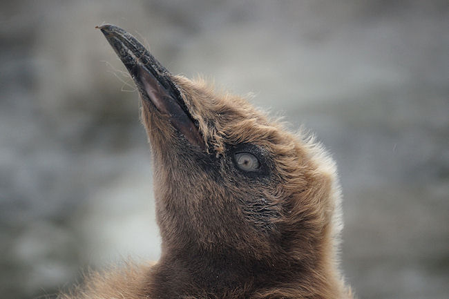 RightWhaleBay_KingPenguins_DSC06726.JPG