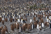 RightWhaleBay_KinPenguins_DSC06696