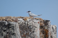 CiervaCove_Mainland_Terns_3599