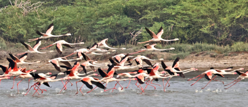 Greater Flamingos, Mannar, Sri Lanka