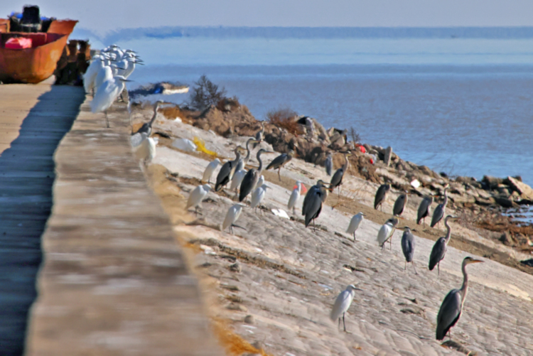 Tiaozini Coastal Wetlands, China