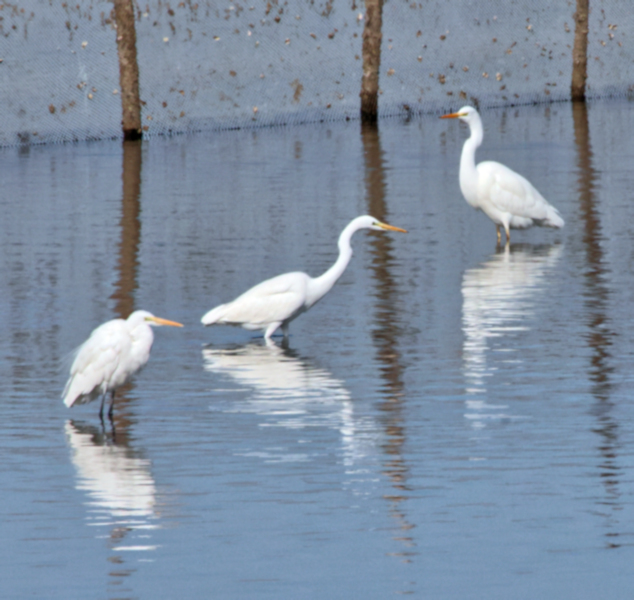 Great Egret, Tiaozini Coastal Wetlands, China
