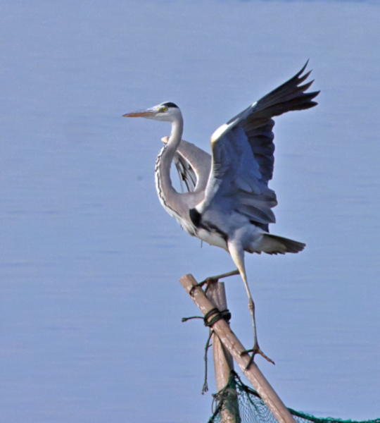 Grey Heron, Tiaozini Coastal Wetlands, China