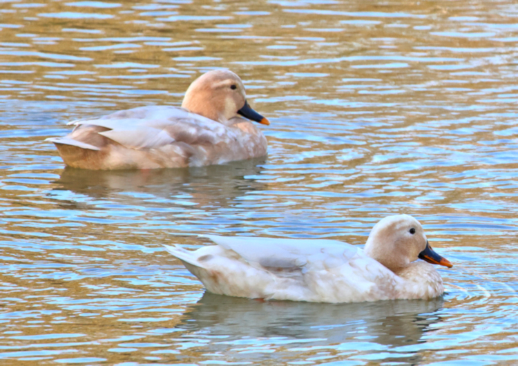 Common Greenshank, Yancheng 