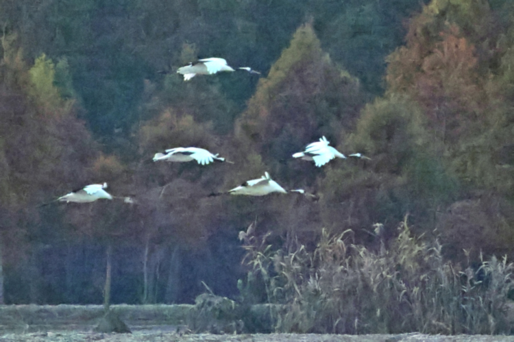 Red-crowned cranes arriving at sunrise, Yancheng farmland