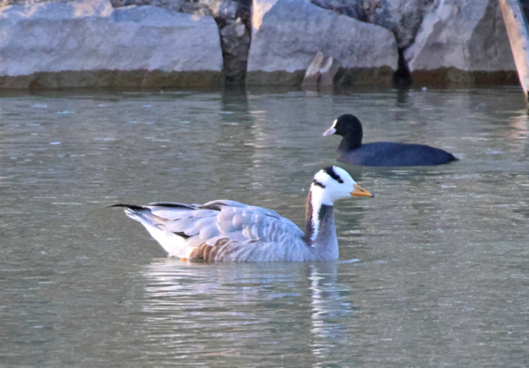 Bar-headed Goose and , Yancheng Center