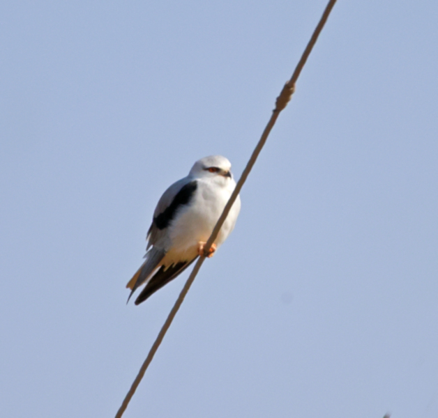 Black-winged Kite, Yancheng farmland
