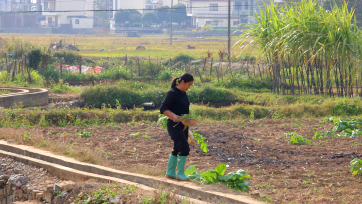 Country village with adjacent "allotments" near Yangshuo, China
