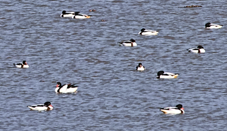 Common Shelduck