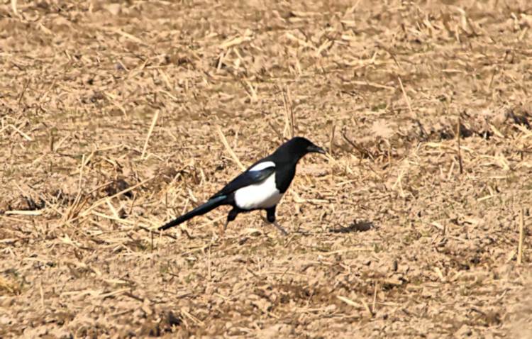 Eurasian Magpie
