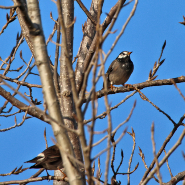 White-cheeked Starling