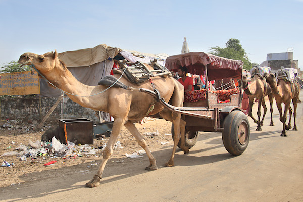 Pushkar