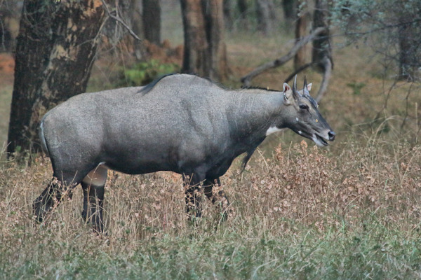 Ranthambhore National Park.