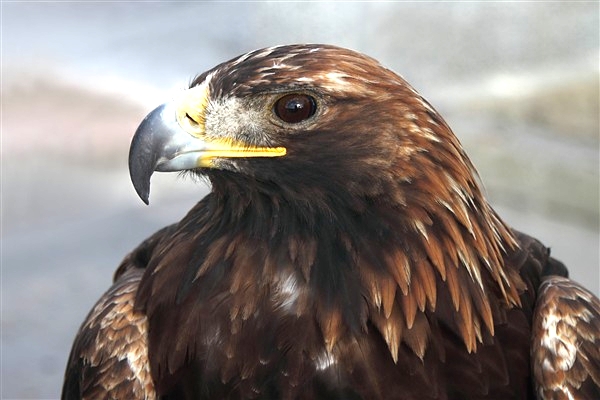 Mongolia_GoldenEagle_2038_m_600.jpg
