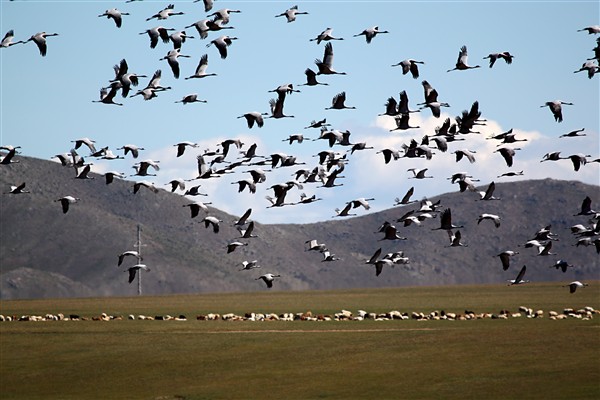 Mongolia_GunGaluut_Cranes_2951_m_600.jpg