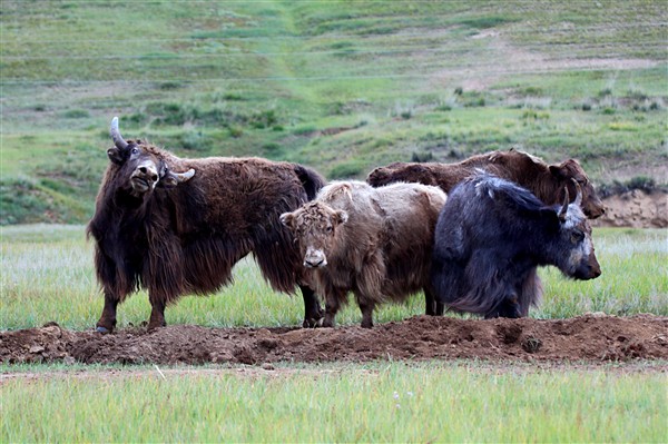Mongolia_Hustai_Yaks_3024_3000_m_600.jpg