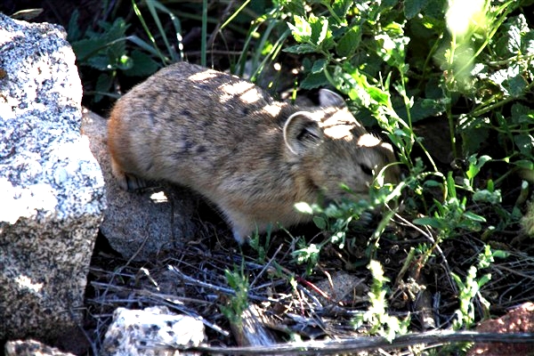 Mongolia_MiddleGobi_Gerbil_2367_600.jpg