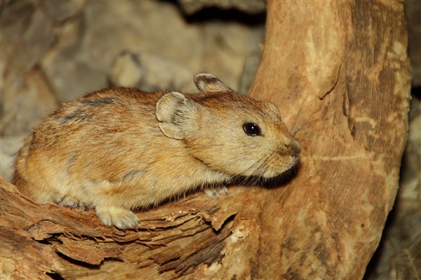 Mongolia_S_Gobi_LValley_Gerbil_2682_m_600.jpg
