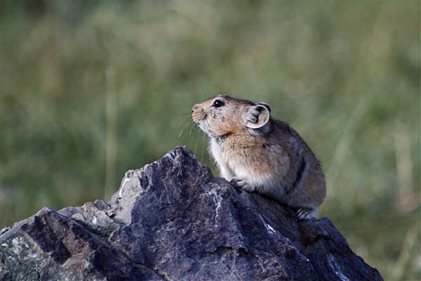 Mongolia_S_Gobi_LValley_Gerbil_2981_3000_m_600.jpg