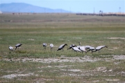 Mongolia_GunGaluut_Cranes_2943_3000_m_600