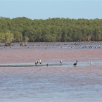 _800JabiruRock_MagpieGeese_5771_m_Pan_4