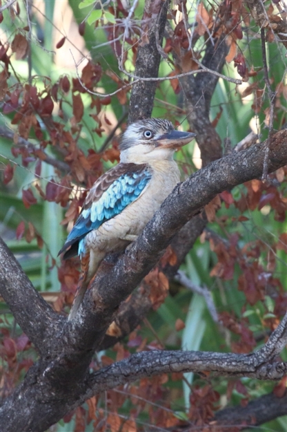 BlueWingedKookaburra_1250_m_800