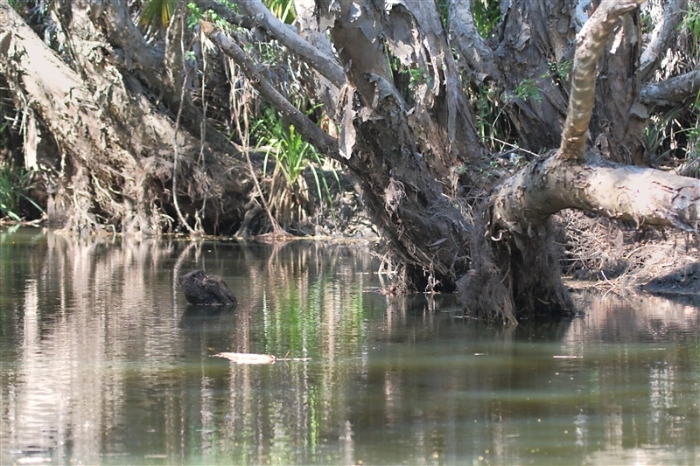 CoopersCreek_1222_m_800