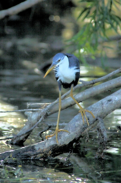 CoopersCreek_PiedHeron_5991_m_3_800