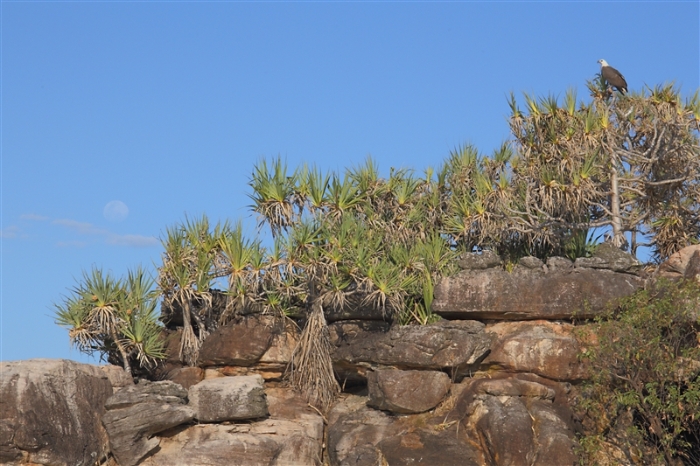 LeftHandBillabong_5969_m_White-belliedSeaEagle-Moon_800