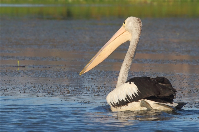 LeftHandBillabong_Pelican_1239_m_800