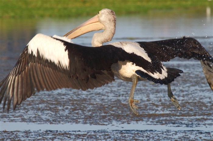 LeftHandBillabong_Pelican_1241_m_800