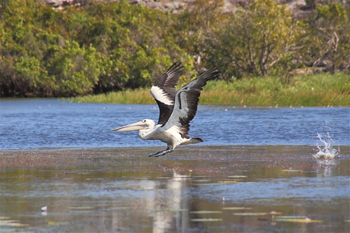 LeftHandBillabong_Pelican_5887_m_800