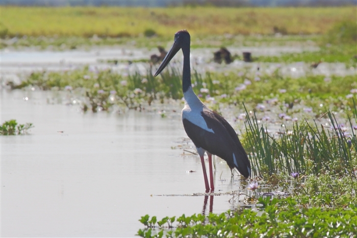 TheChannel_1228_m_Jabiru_800