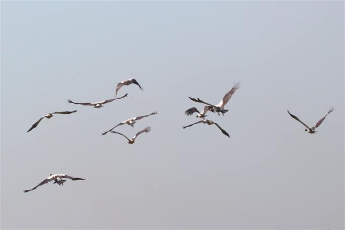 TheChannel_1232_m_3_MagpieGeese_800