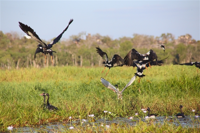TheChannel_5974_m_MagpieGeese-Ibis_800