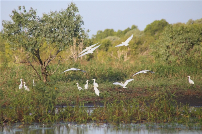 TheChannel_5983_m_Egrets_800