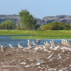 LeftHandBillabong_Plover_1236_m_800