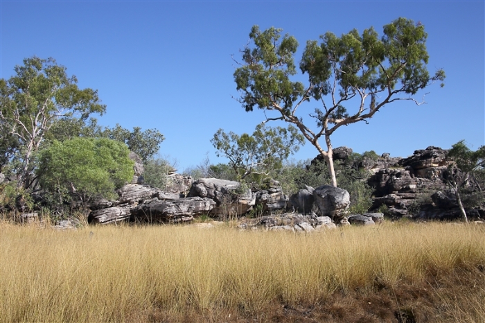 MajorArt_Bush_6005_m_800