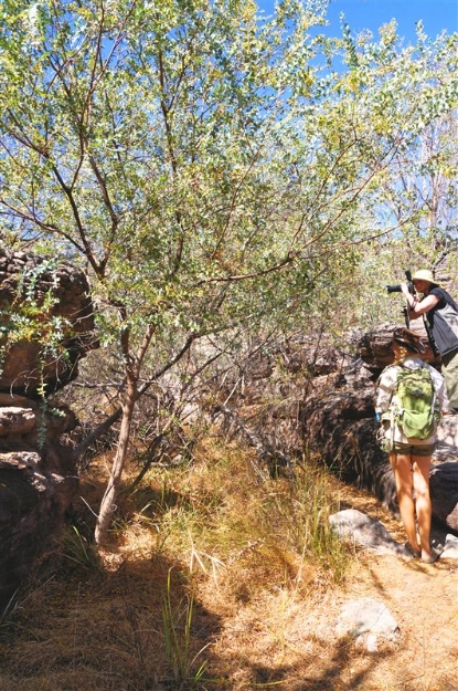 MtBorradaileMajorArt_DSC01167_800