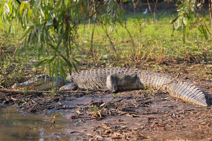 CoopersCreek_Crocodile_6146_m_800