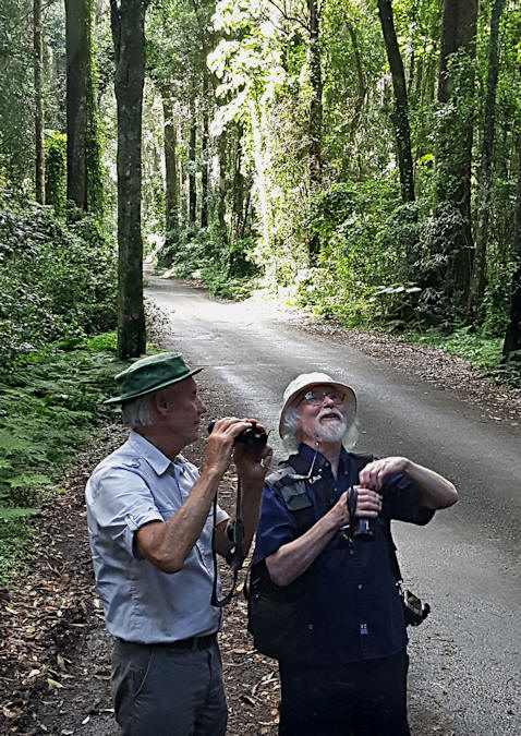 Mt Lamington rainforest