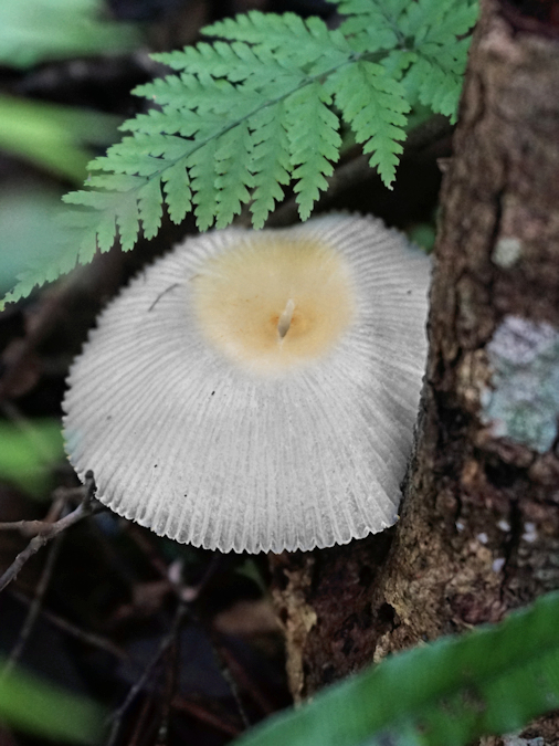 Mt Lamington rainforest