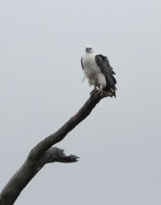 White-breasted Sea Eagle (Haliaeetus leucogaster)