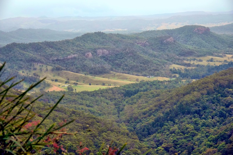 Mt Lamington forest